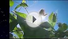 Life (bbc 2009) ep 9 Plants - David Attenborough Documentary