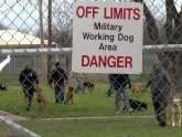 War Dogs documentary
