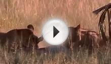 [BBC Documentary 2015] Swamp Cats Wildlife Documentary