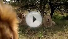 Documentary Movie 2015 | My Lion Family - Nat Geo WILD