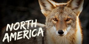 Highest Rated Wildlife Documentaries