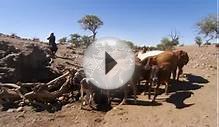 BBC Wildlife Documentary - Desert Lions - full length