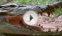 Crocodile - My animal friends - Animal documentaries -Kids